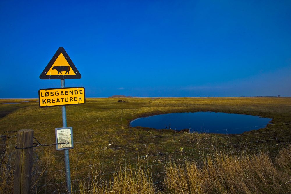 Løsgående Kreaturer skilt på Saltholm