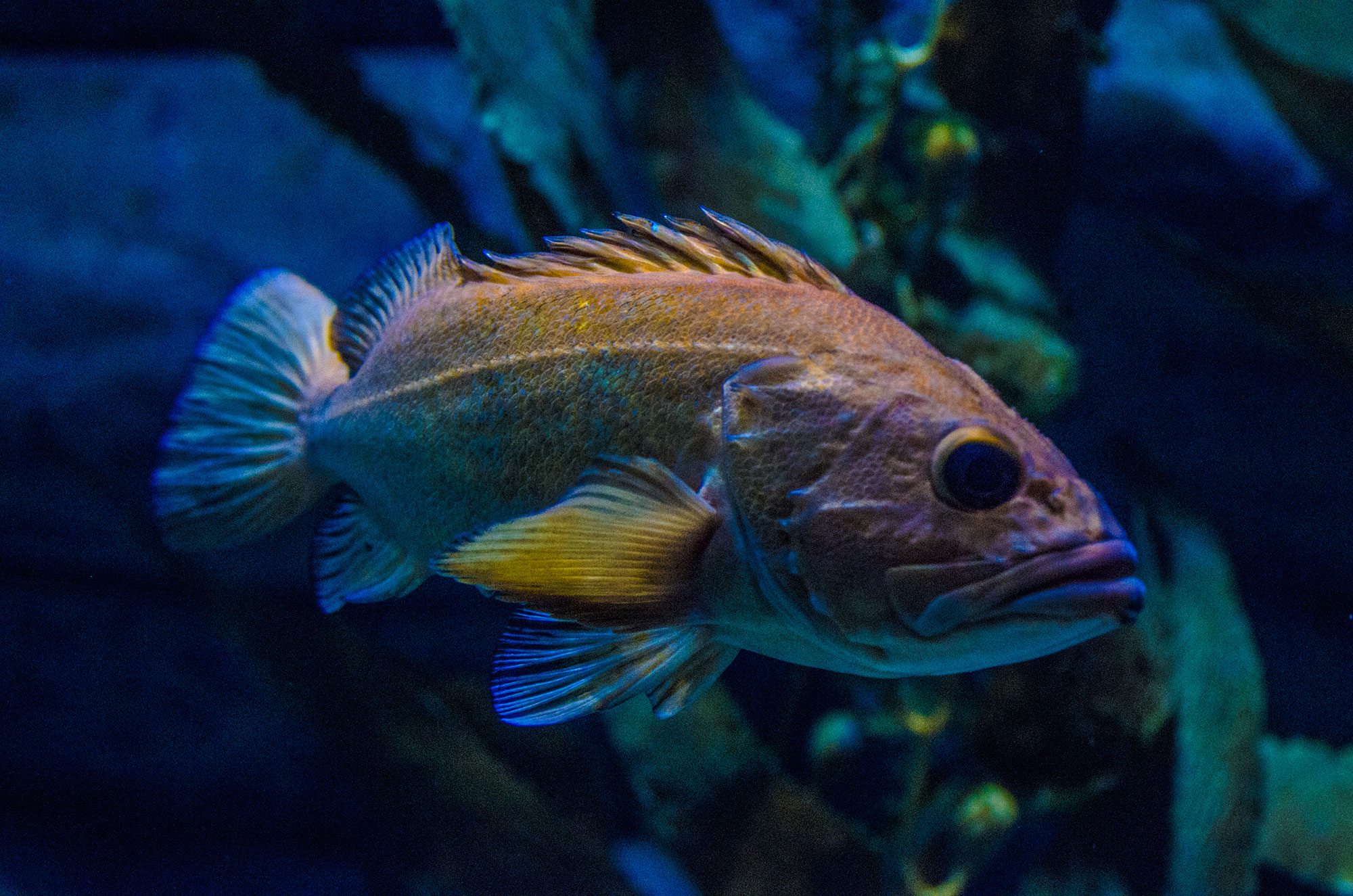 Rødfisk / Redfish