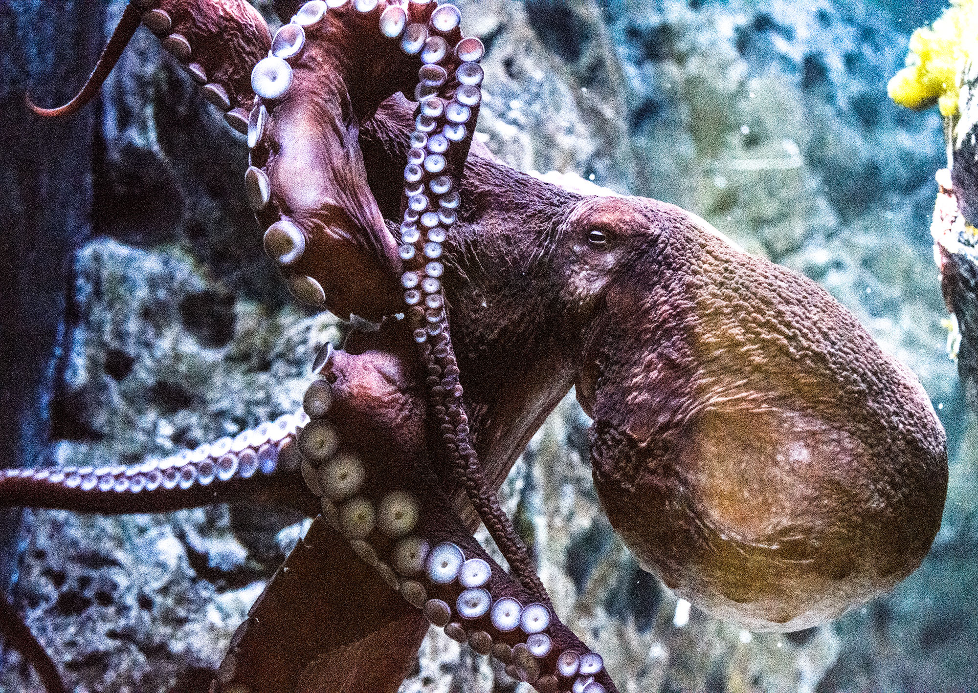 Blæksprutte / Octopus