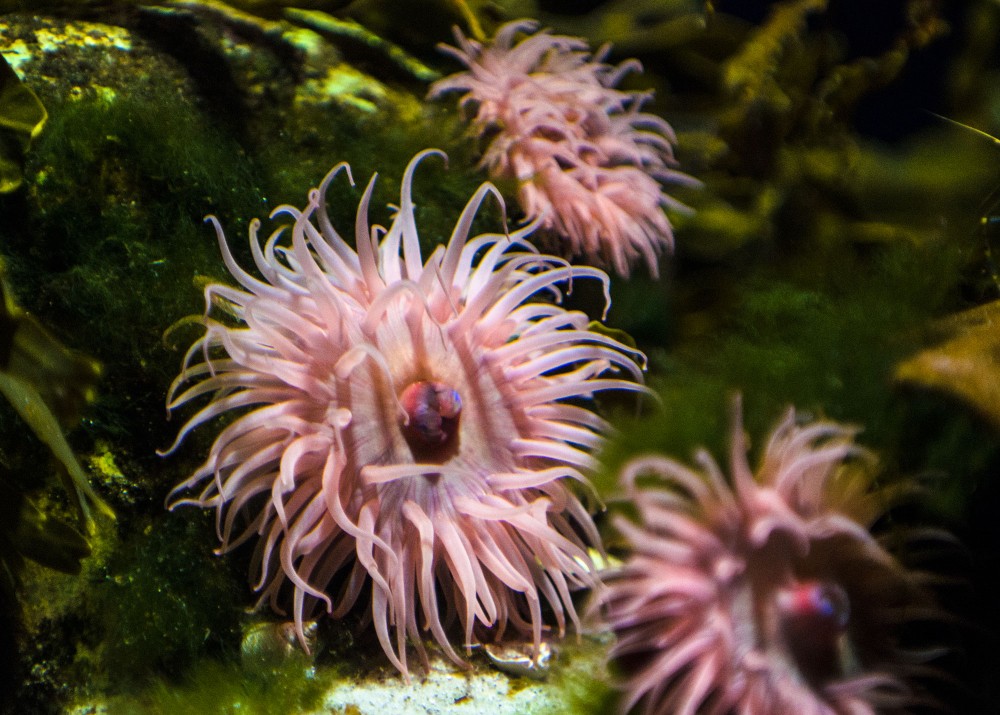 Pink sea anemone / Søanemone
