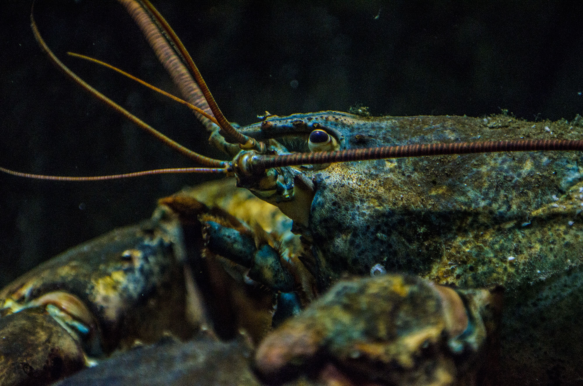 Hummer / Lobster close up
