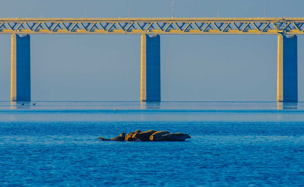 Øresund Bridge Seal colony resting on stone - krestenhillerup.dk