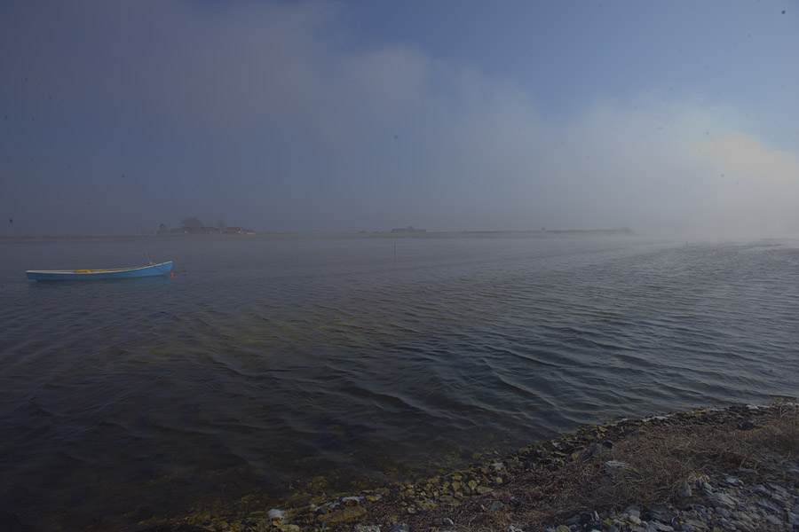 Havgus på saltholm, set fra havnen